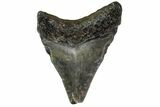 Bargain, Juvenile Megalodon Tooth - Georgia #163326-1